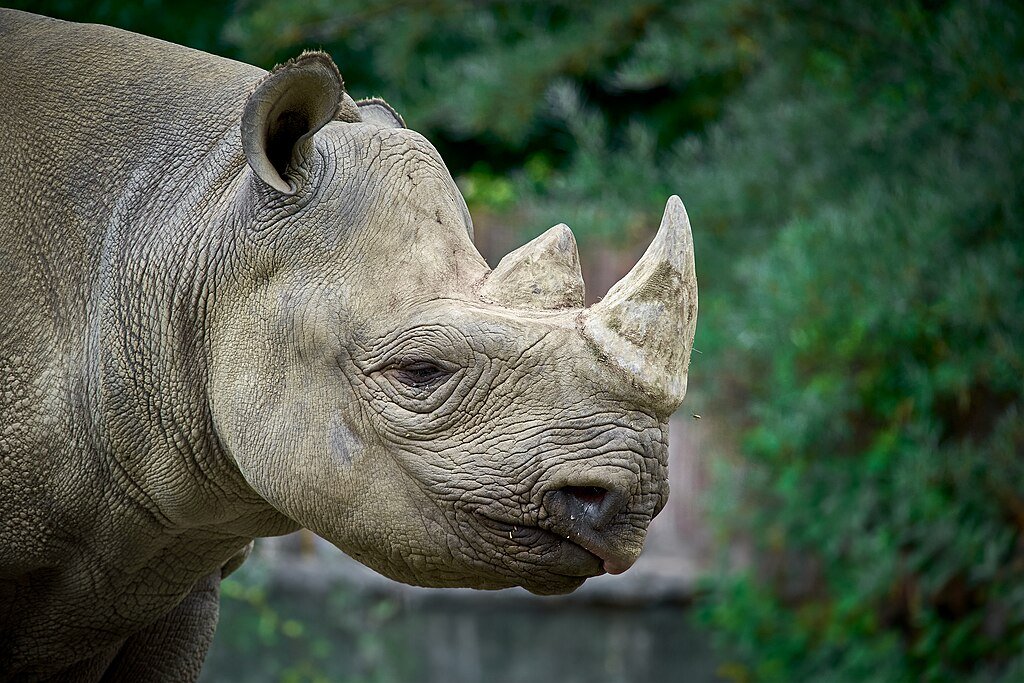 Black rhino side view, face close-up