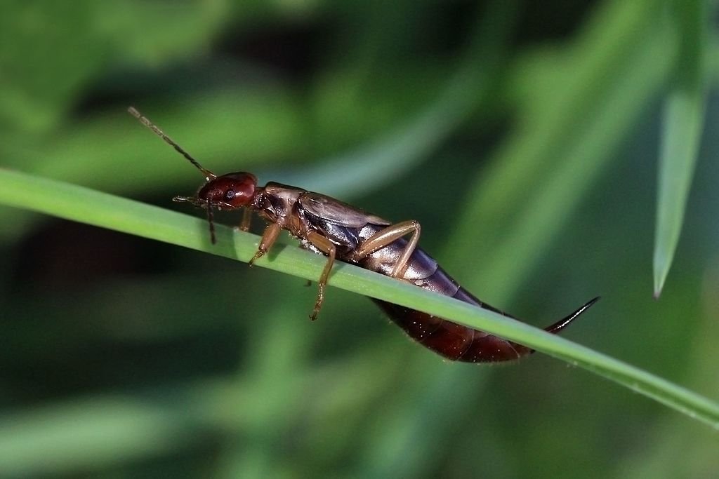 Female Earwigs: The Unexpected Role of Their Forceps
