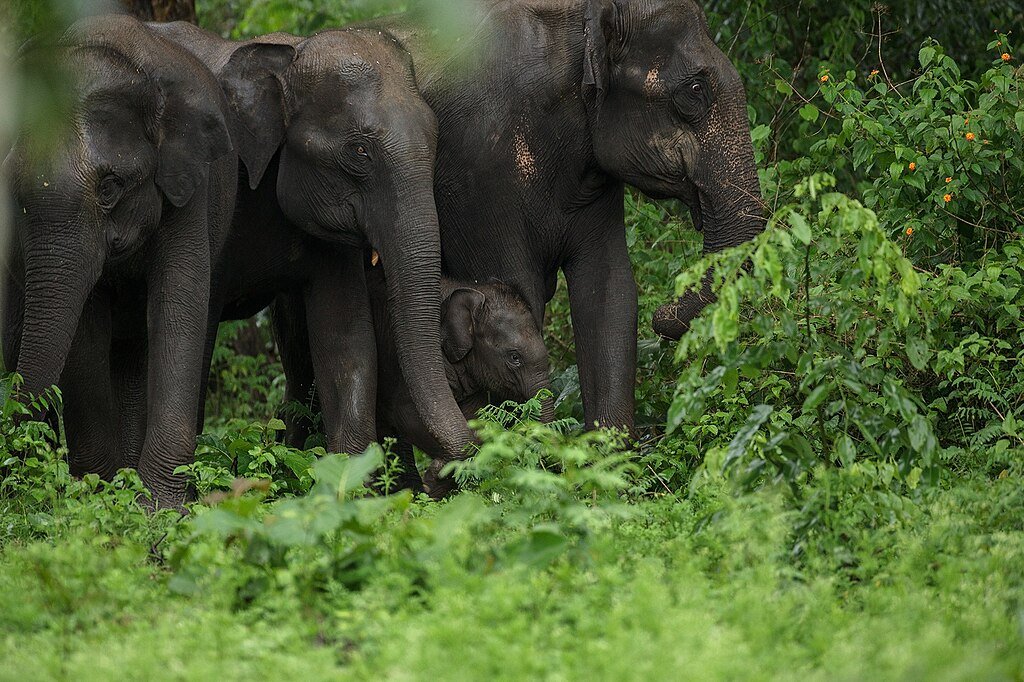 Elephant Family