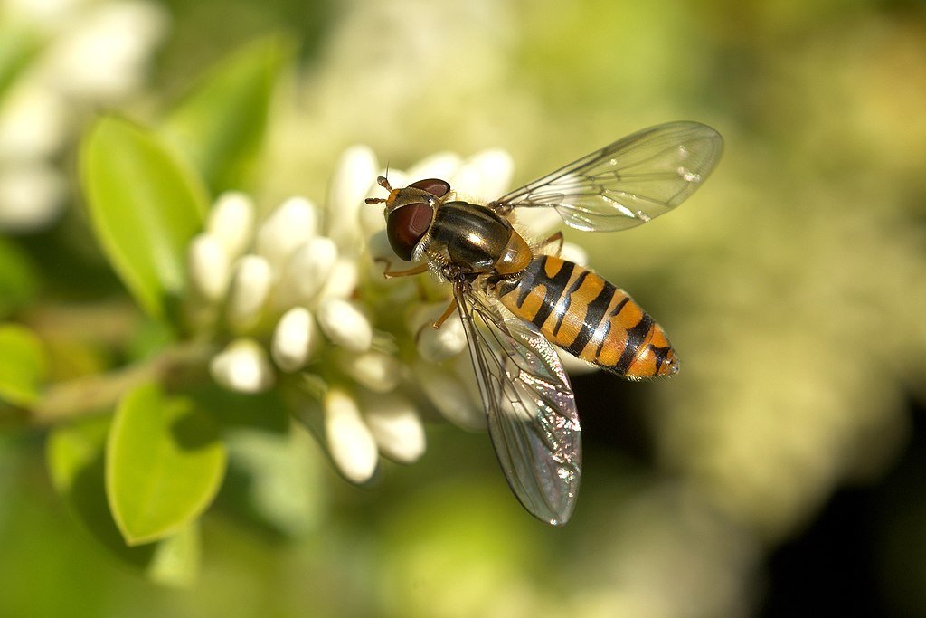 A bee on a white flower