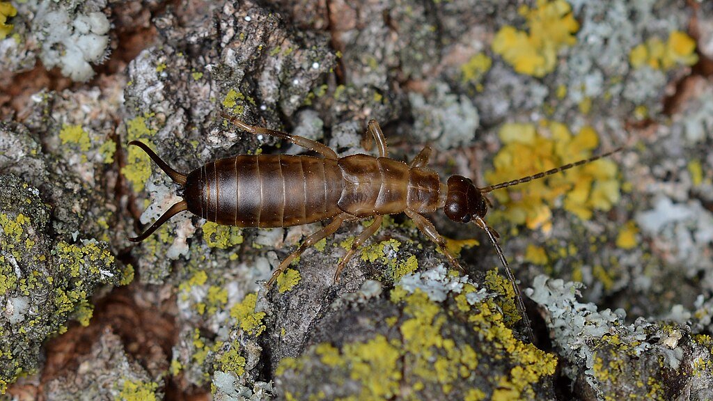 Female earwig in a tree bark