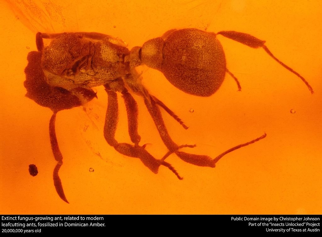 Extinct fungus-growing ant, related to modern leafcutting ants, fossilized in Dominican Amber.