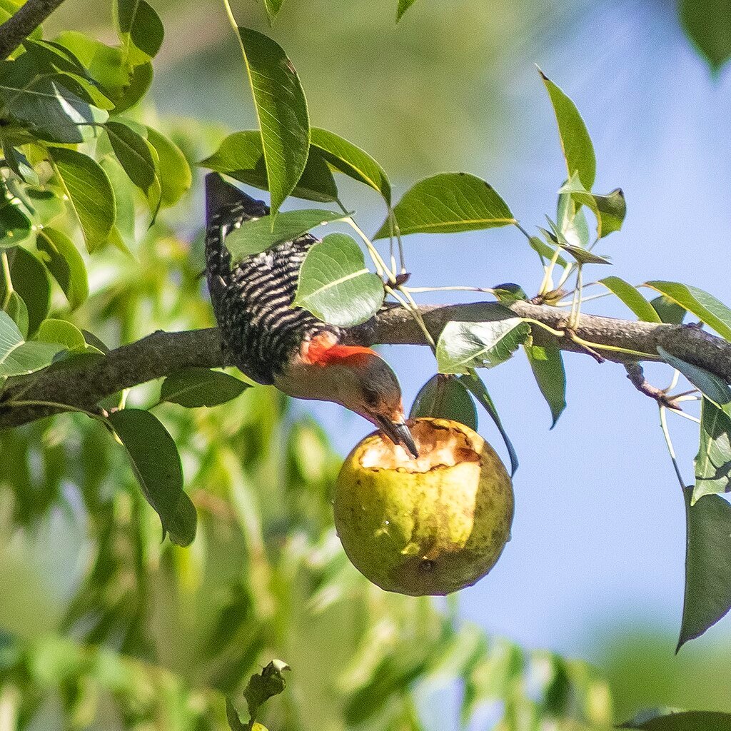  Female red-bellied woodpecker eating from pear tree in summer