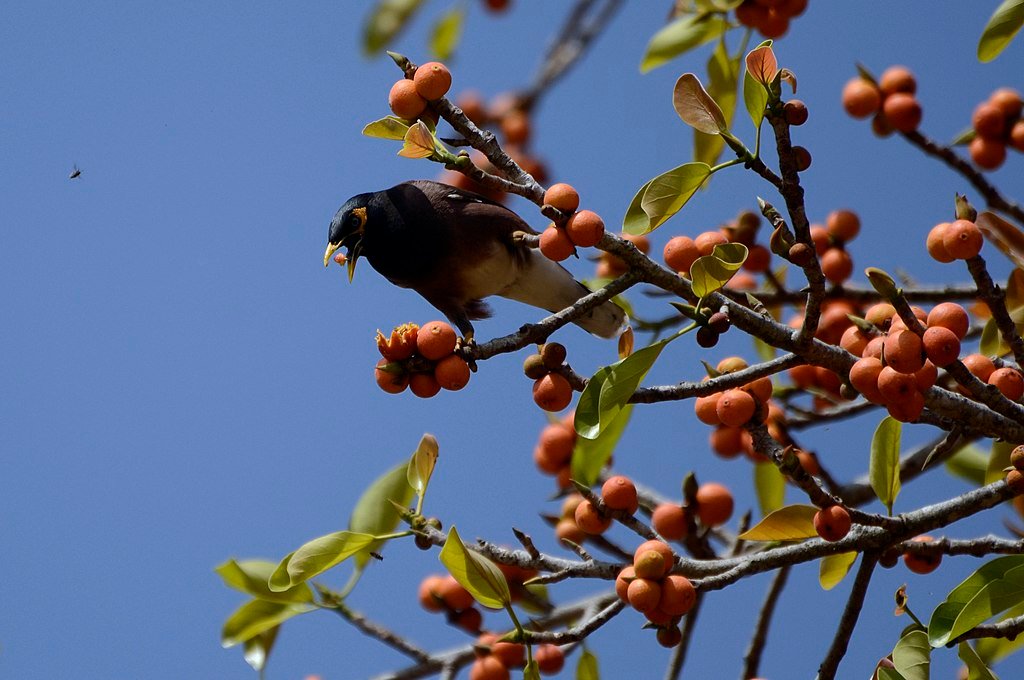 Birds and Alcohol: How Avian Species Consume Fermented Foods