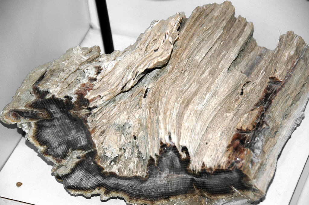 Quartz-permineralized fossil wood