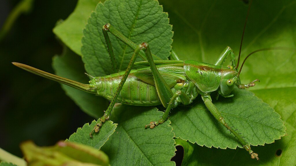 Green bush cricket on the leaves