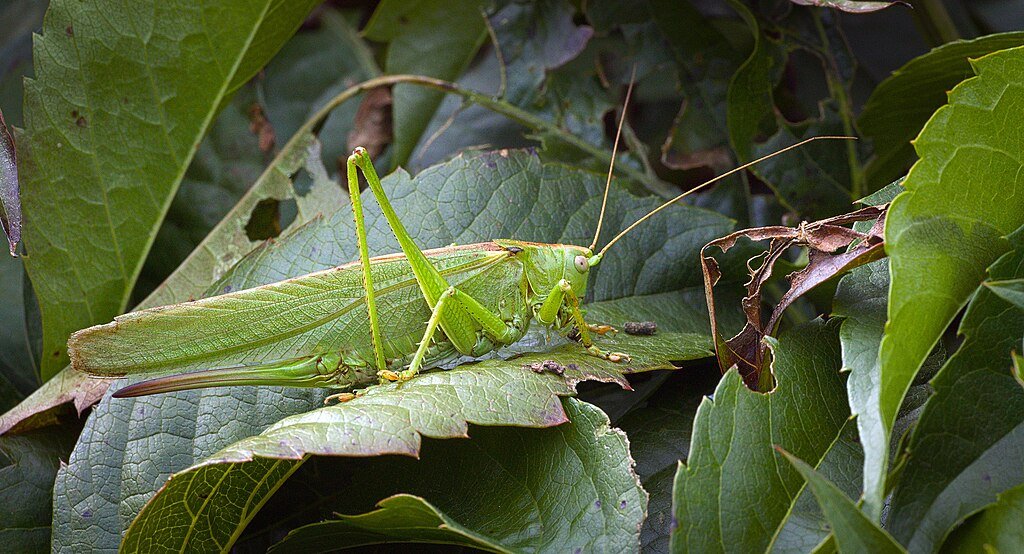 Green bush cricket in a leaf