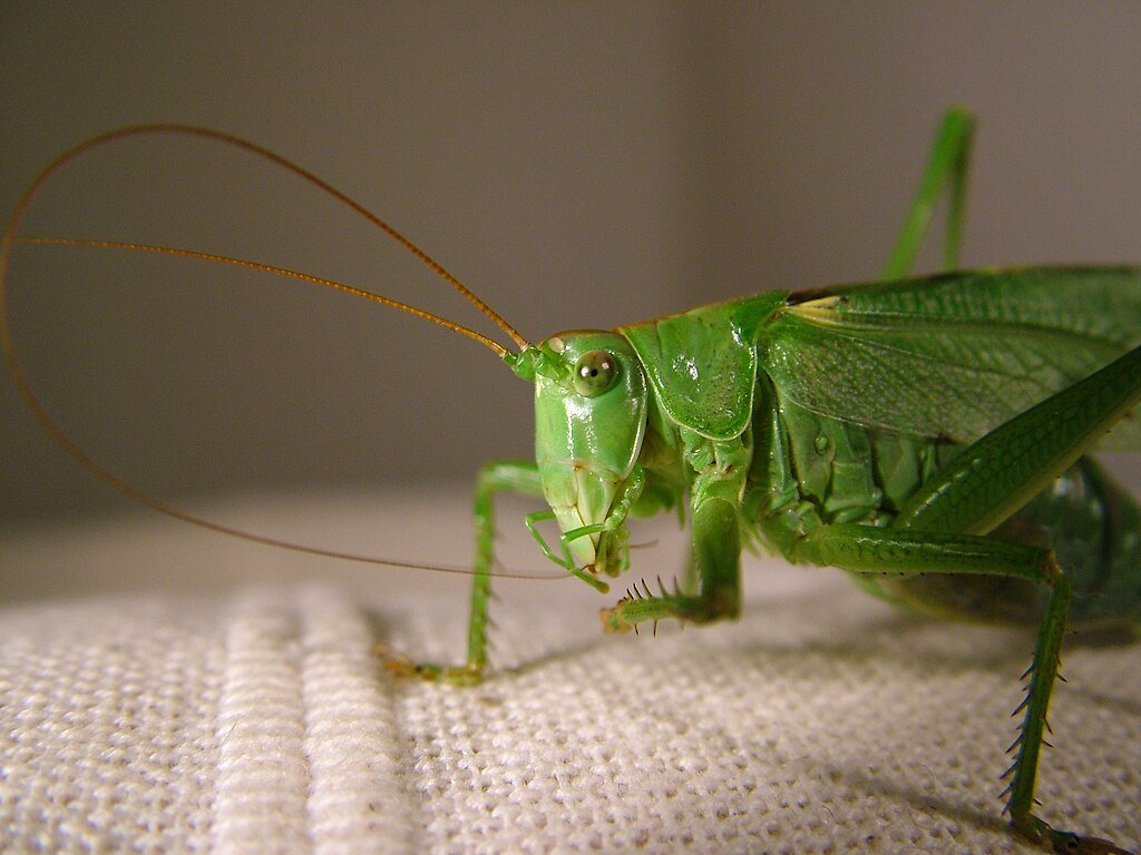 Green bush cricket in a white garment