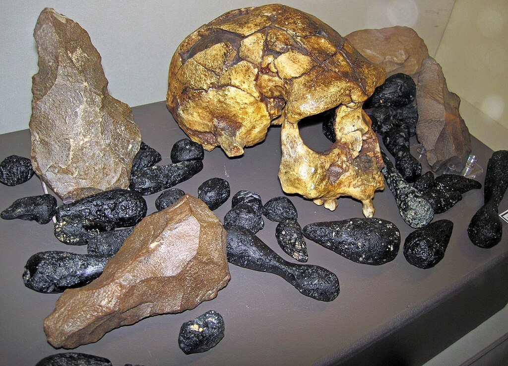 Homo erectus (fossil hominid skull) & indochinite tektites