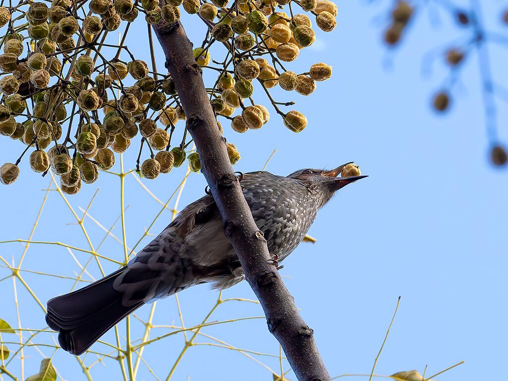 A brown-eared bulbul eating chinaberry
