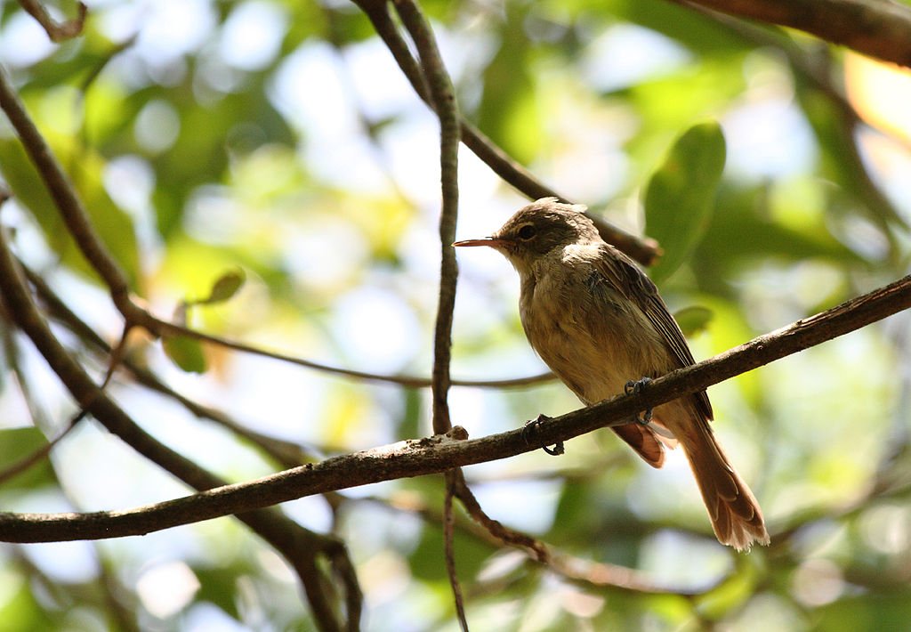 Seychelles on a tree branch looking away