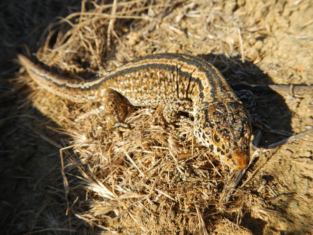 Adult female Island Night Lizard on land with dried grasses