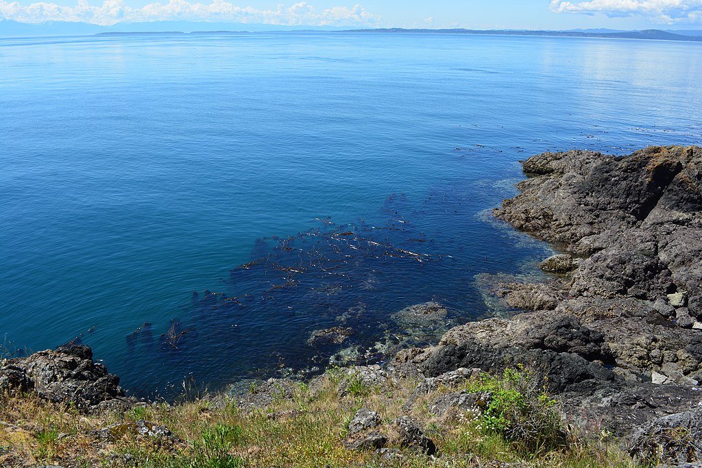 Kelp forest, Lime Kiln Point State Park, San Juan Island, Washington.