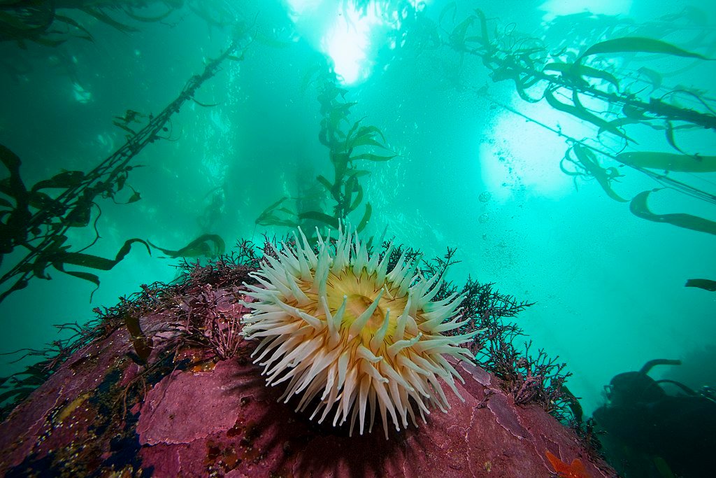 Kelp forest with a sea anemone