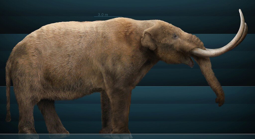 Graphical reconstruction of Mammut americanum based on bony structure and paleontological texts