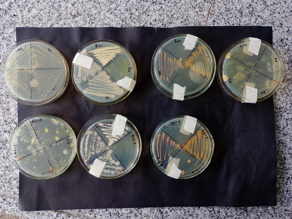 Microbial isolations