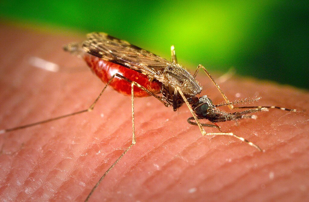 A mosquito on human hand