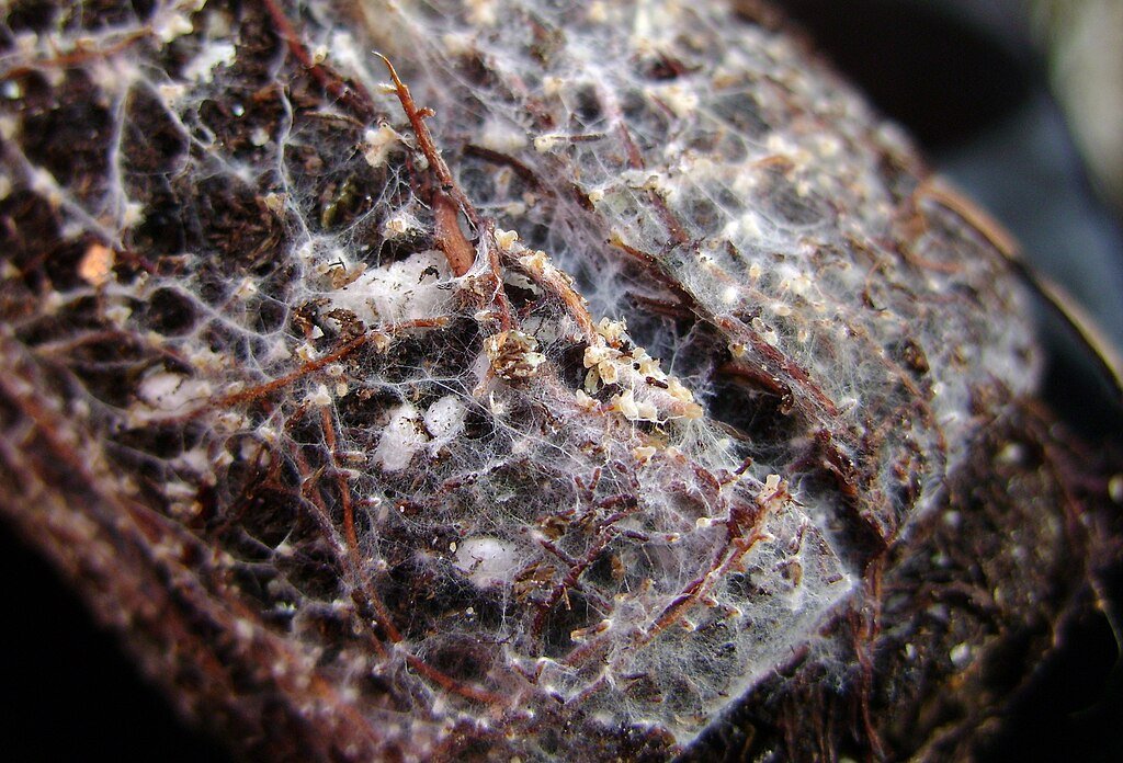 fungi species