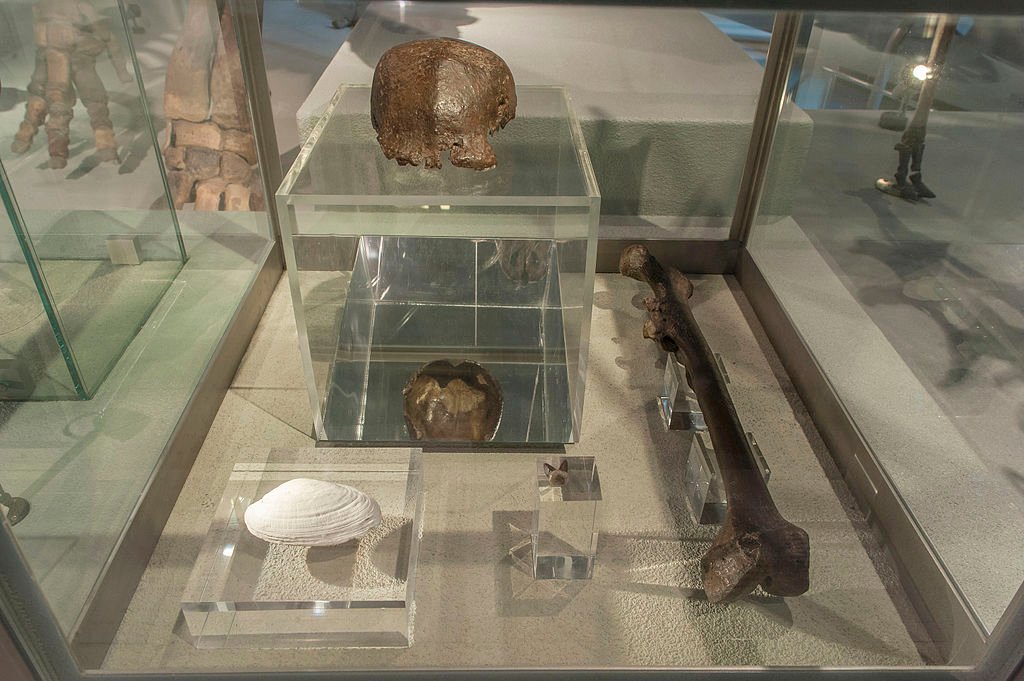 Homo erectus fossils display in the museum