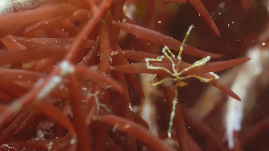 A sea spider on the algae
