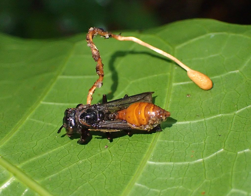 Ophiocordyceps sphecocephala fungus growing on a dead wasp