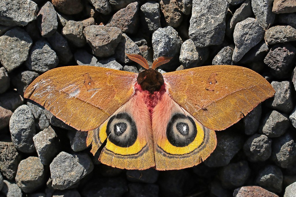 An owl moth on the rocks