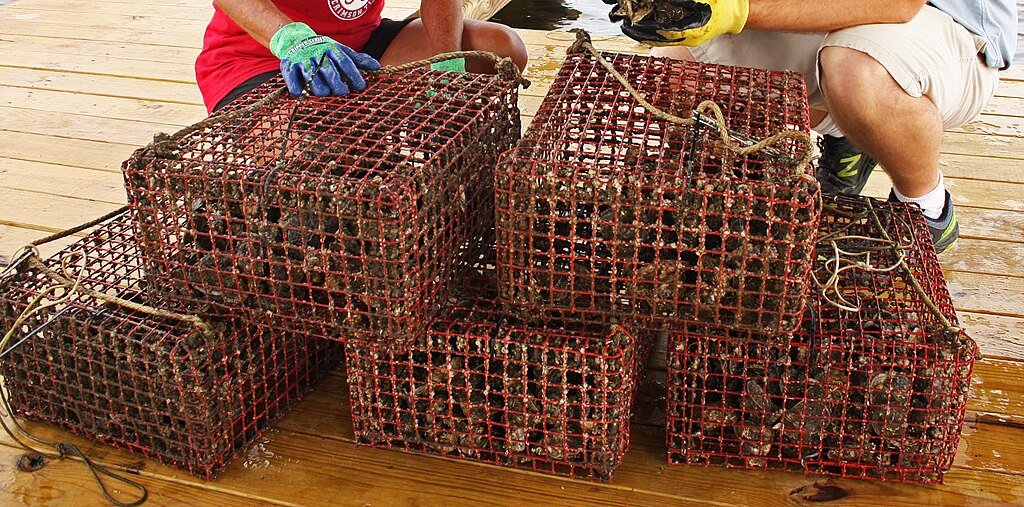 Oyster gardening cages