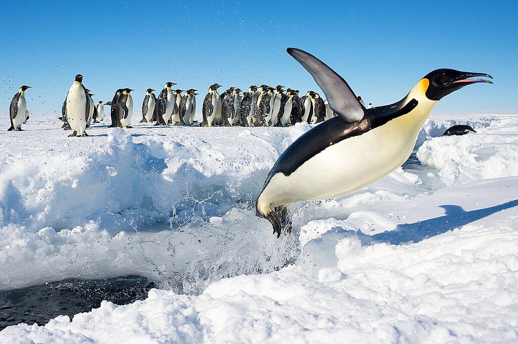 An emperor penguin in Antarctica jumping out of the water.