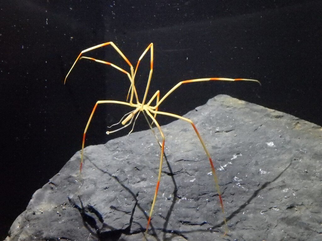A sea spider on a rock