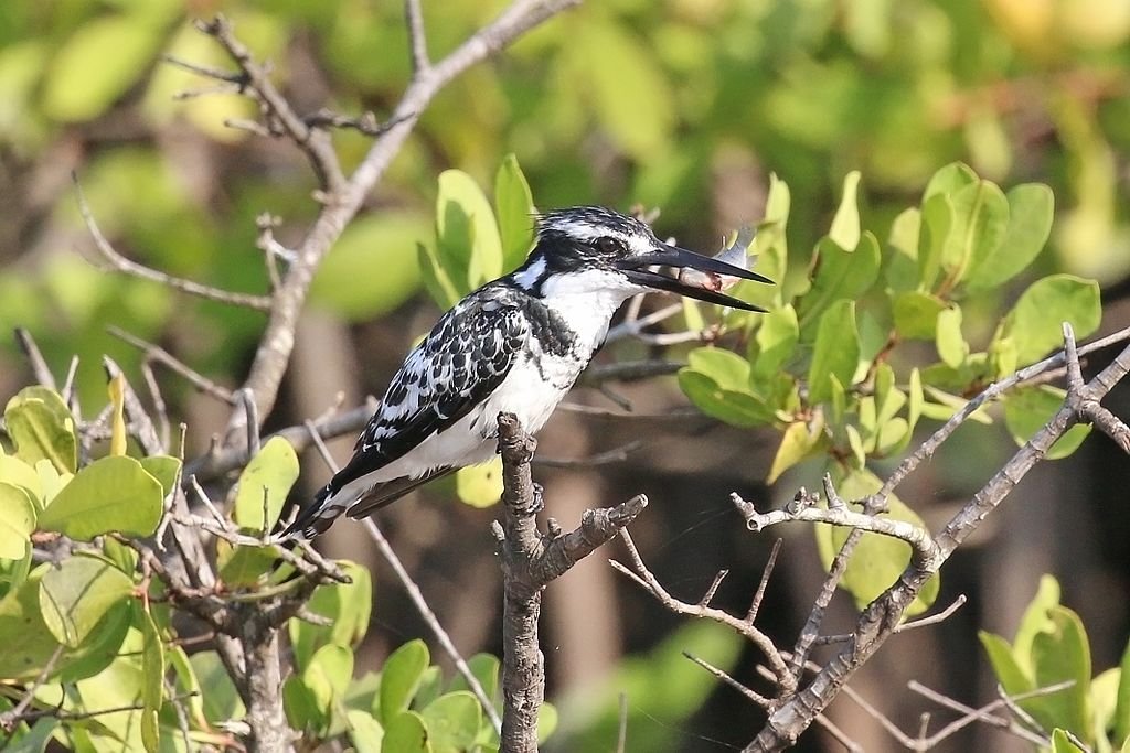Pied kingfisher on a tree
