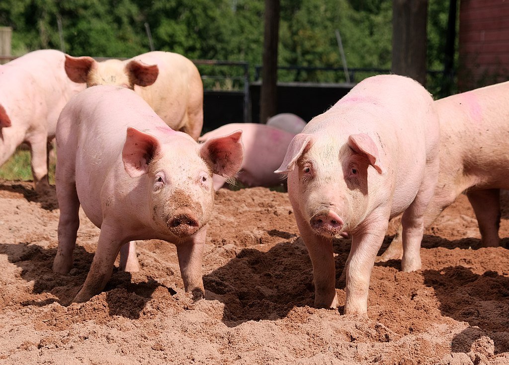 Pigs on the farm
