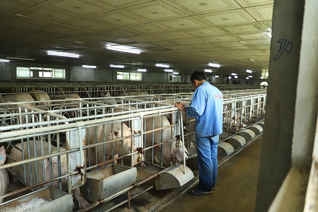 A pig farm