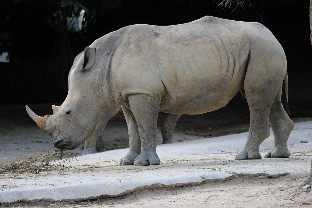 Rhino on a rock surface, side view