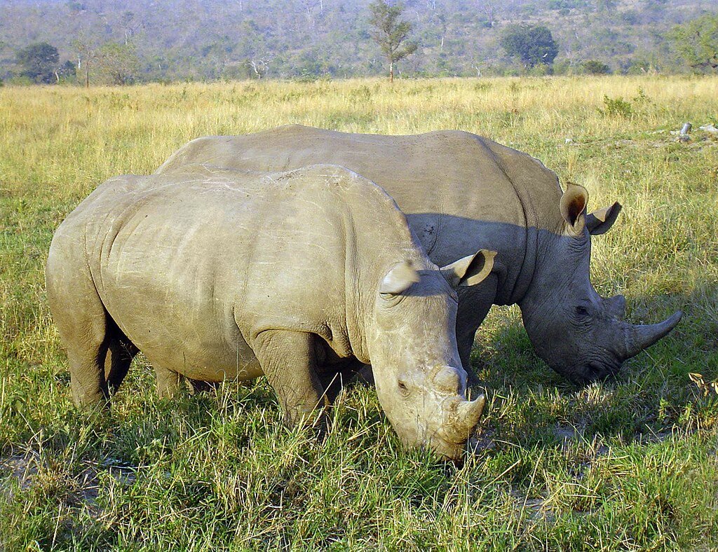 Two rhinos eating grasses