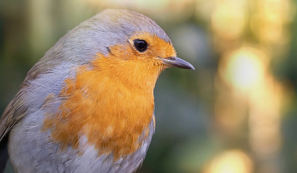 Robin bird portrait photo