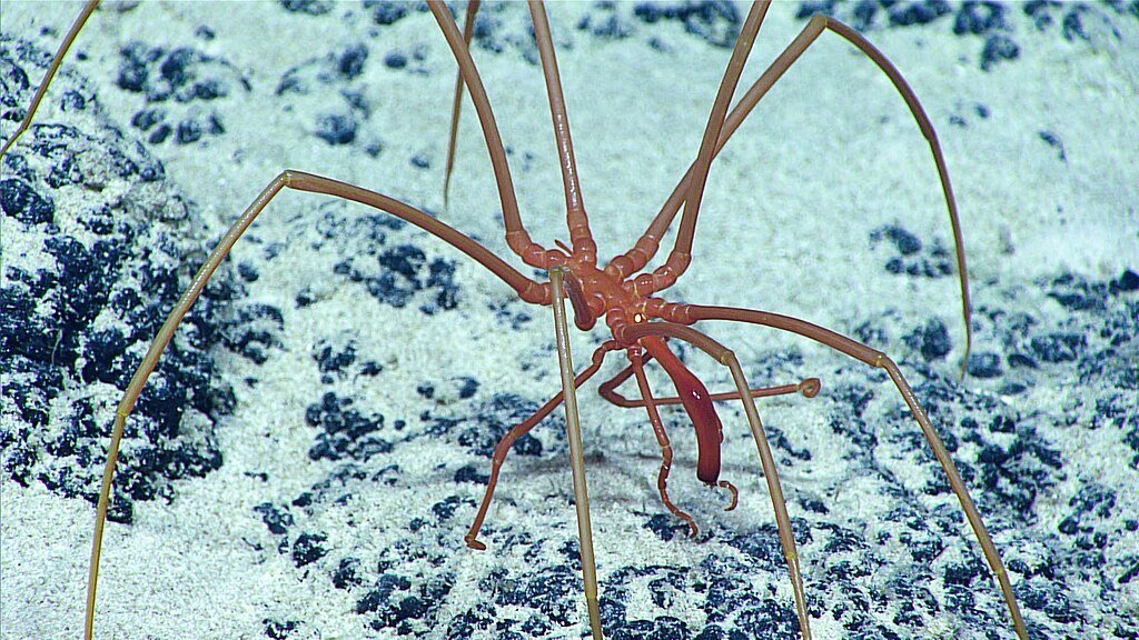 Large sea spider (Collossendeidae) seen at 1,495 meters in Pacific Remote Islands Marine National Monument