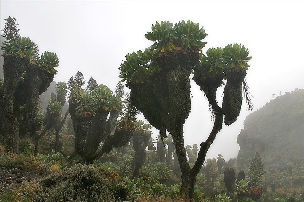 Kilimanjaro's giant groundsel