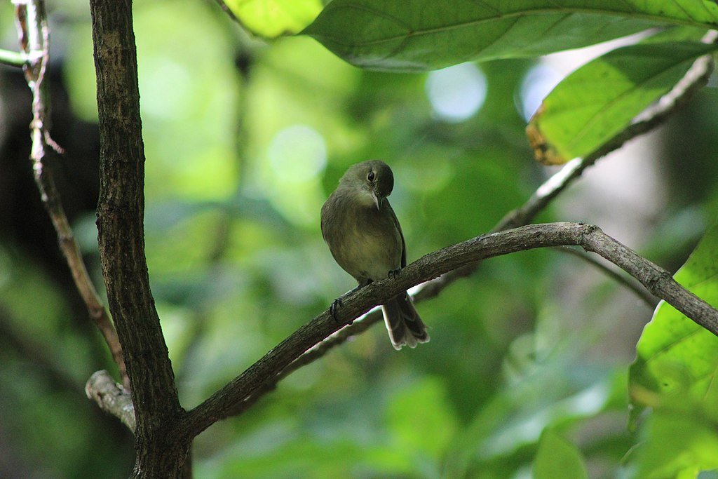 Seychellen-Rohrsänger on a small tree branch
