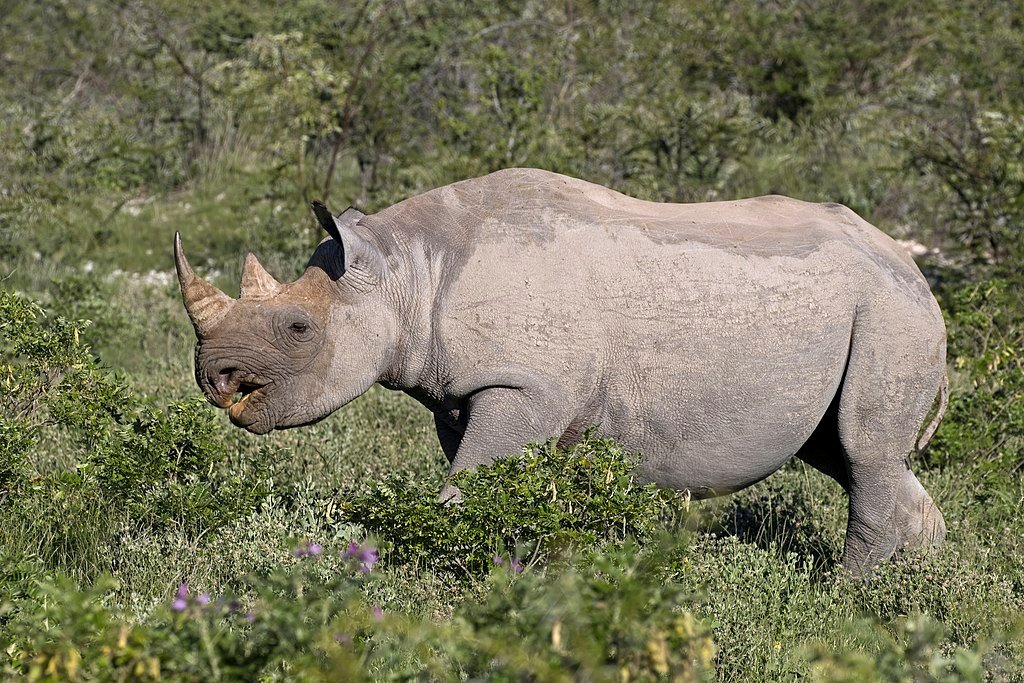South-western black rhinoceros walking on the grasses