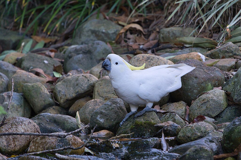 Cockatoo on a rock