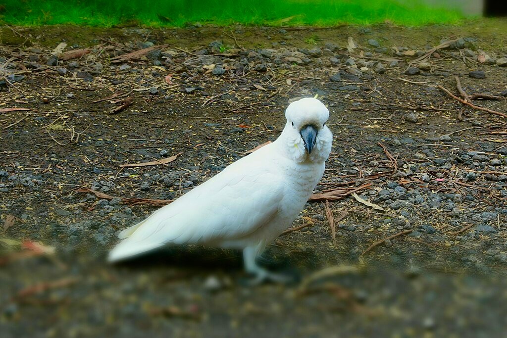 Cockatoo standing on the ground