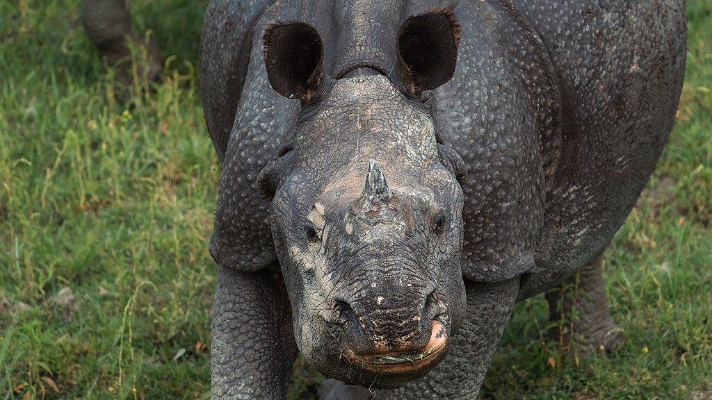 Rhino walking on the grasses