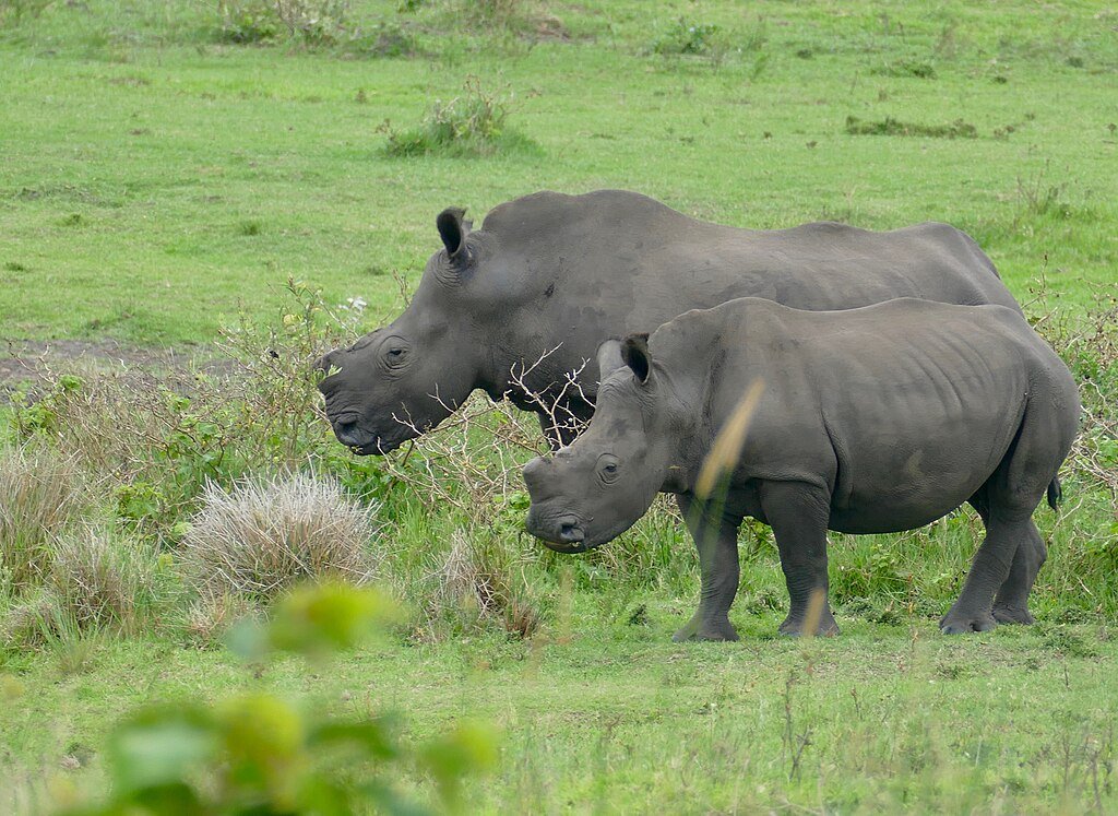 Dehorned rhinos in the field