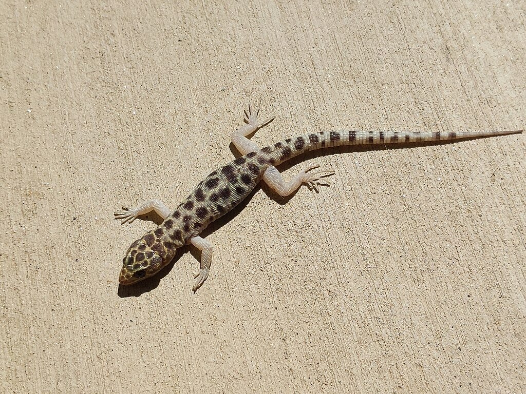Granite Night Lizard on concrete