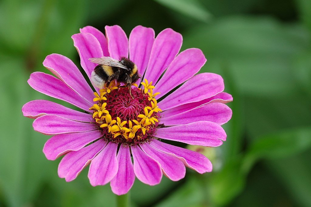A bee on a flower