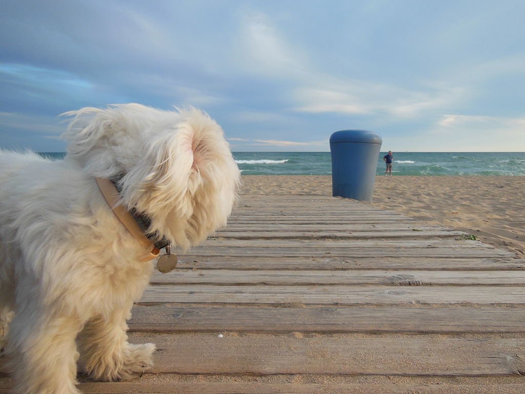 A dog watching the beach