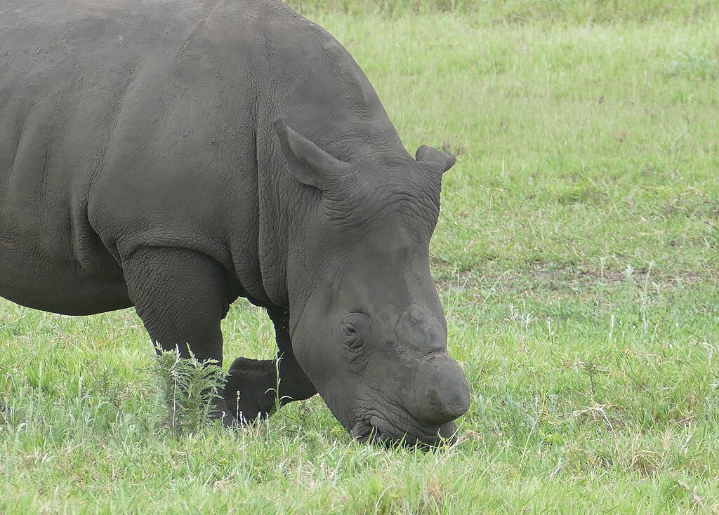 Dehorned rhino eating grasses