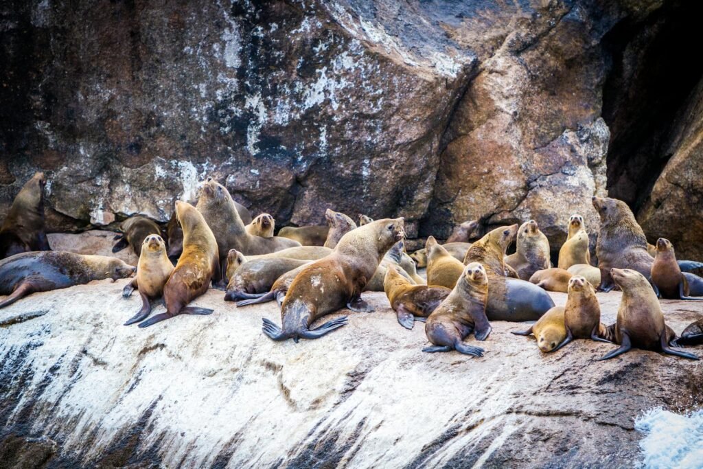 A colony of seals basking on sunlit rocks, showcasing wildlife in Tasmania, Australia.
