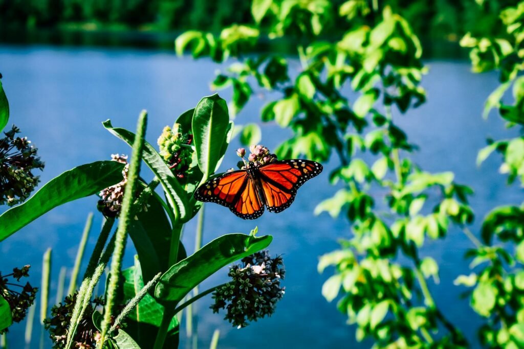 A vivid close-up of a monarch butterfly perched on a flower against a river backdrop in vibrant nature.