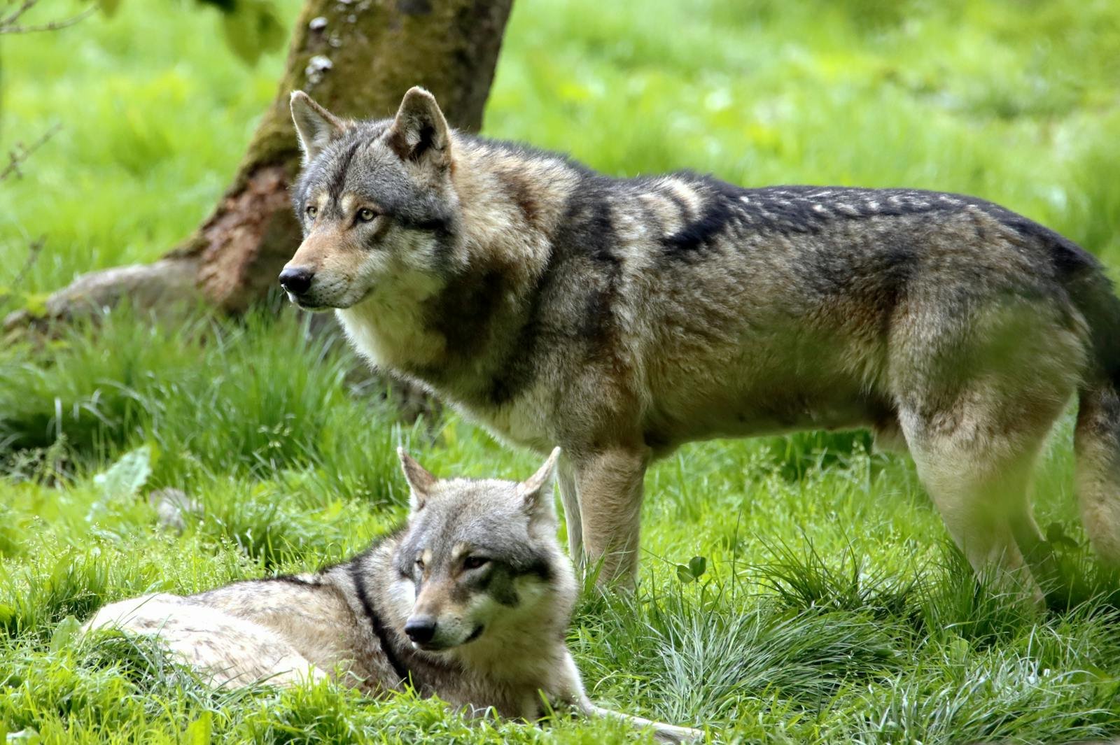 “The Island Where Wolves and Deer Balance Themselves: Inside BC’s Ethical Conservation Reserve”